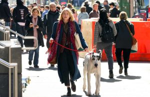 L’AMICO FEDELE con Naomi Watts dal 5 giugno al cinema L'AMICO FEDELE - dal 5 giugno al cinema