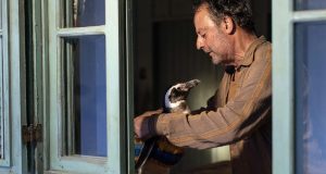 IL MIO AMICO PINGUINO dall’11 settembre al cinema IL MIO AMICO PINGUINO dall'11 settembre al cinema